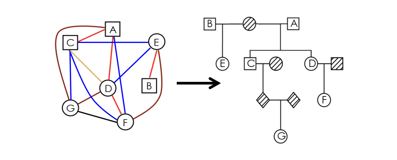 IBDMap visualization